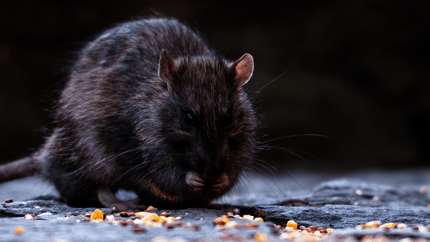 Een donkergrijze rat eet vogelzaadjes op een grijze stoep