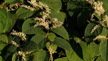 Foto van de plant de Japanse Duizendknoop in bloei, met witte bloemen